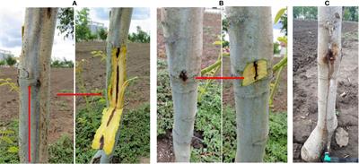 Polyphasic study of phytopathogenic bacterial strains associated with deep bark canker of walnut in Serbia revealed a new species, Brenneria izbisi sp. nov